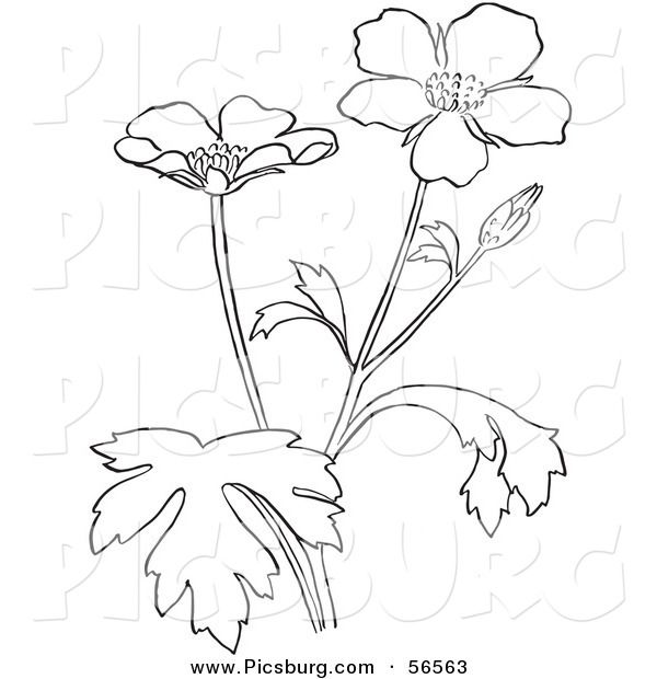 Buttercup Flower Coloring Pages