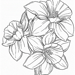 300x300 Free Printable Coloring Pages