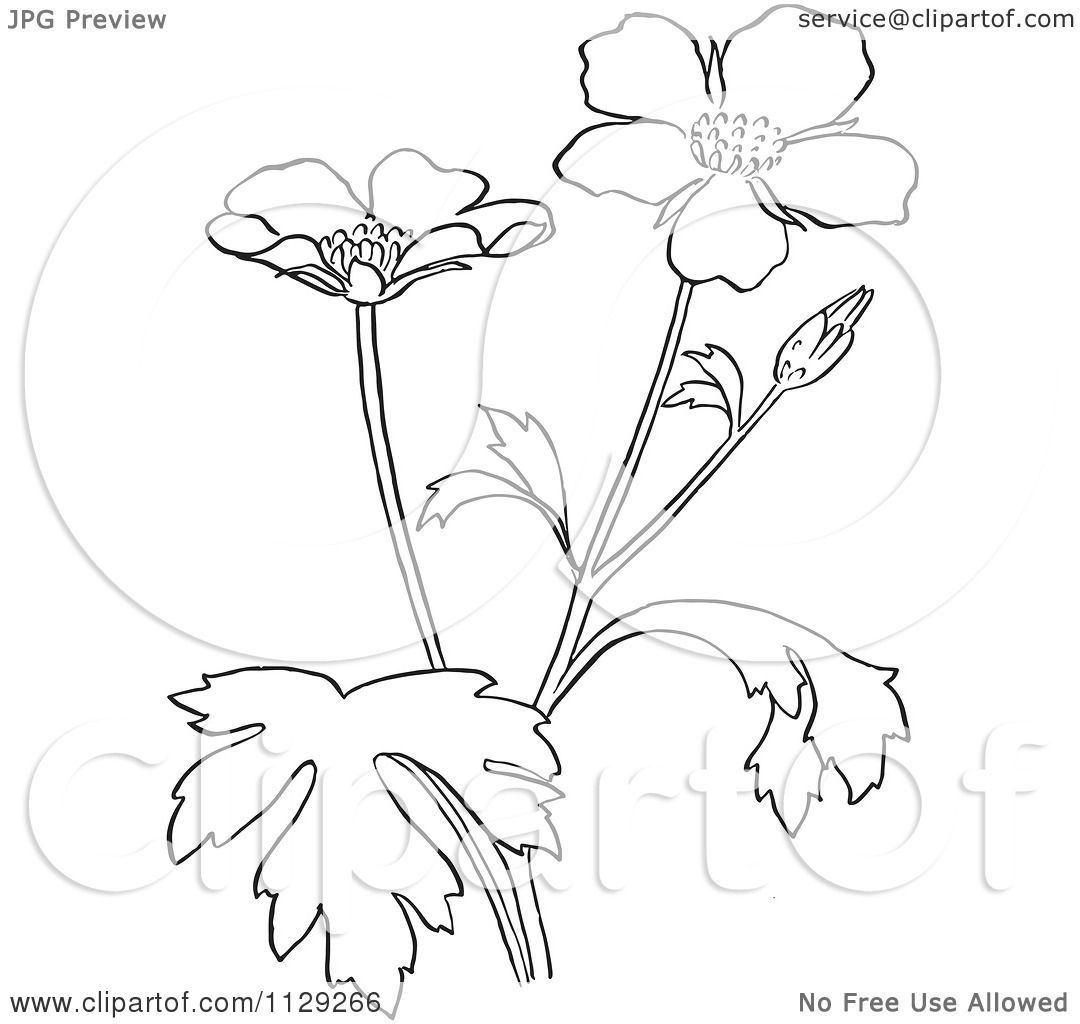 1080x1024 Marvelous Cartoon Clipart Of An Outlined Buttercup Flower Plant
