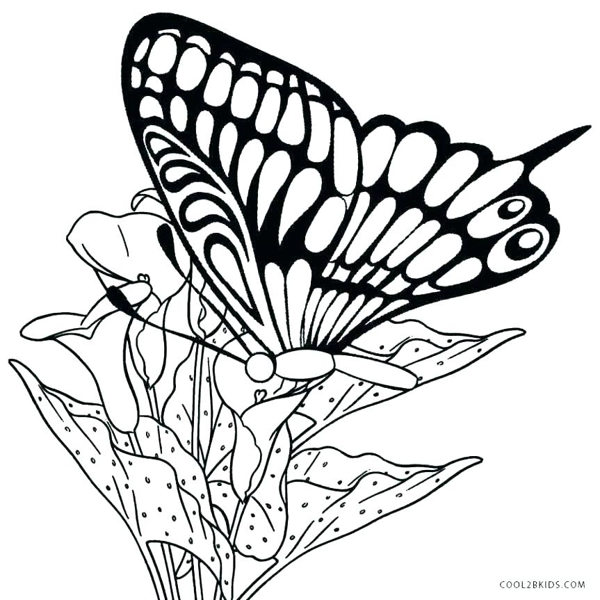 863x863 Butterfly Coloring Pages For Adults With Pages Adults For Free