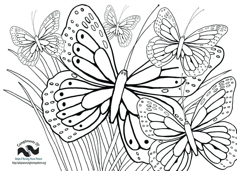 805x579 Butterfly And Flower Coloring Pages Big Coloring Page Free Flowers