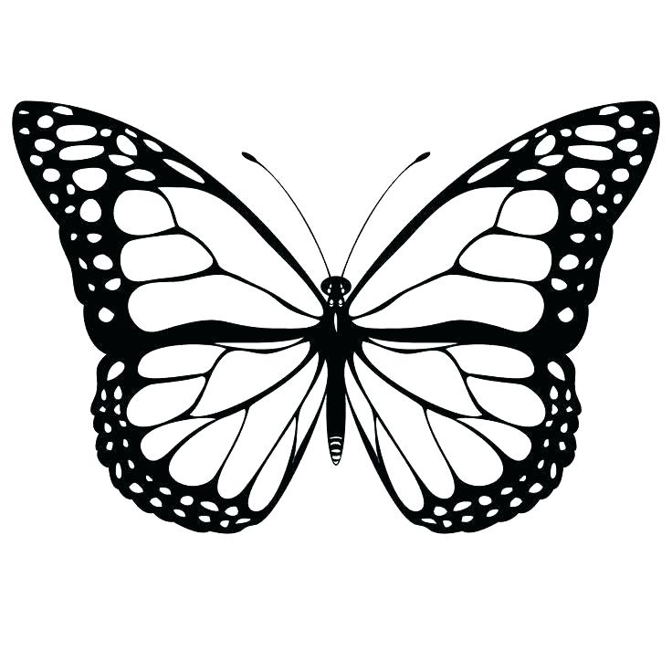 736x736 Cartoon Flowers And Butterflies Coloring Pages The Best Butterfly