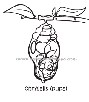 298x341 Life Cycle Of The Butterfly