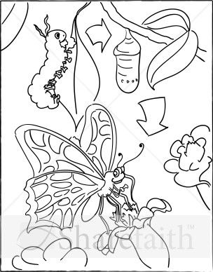 304x388 This Image Illustrates The Transformation Of Caterpillar