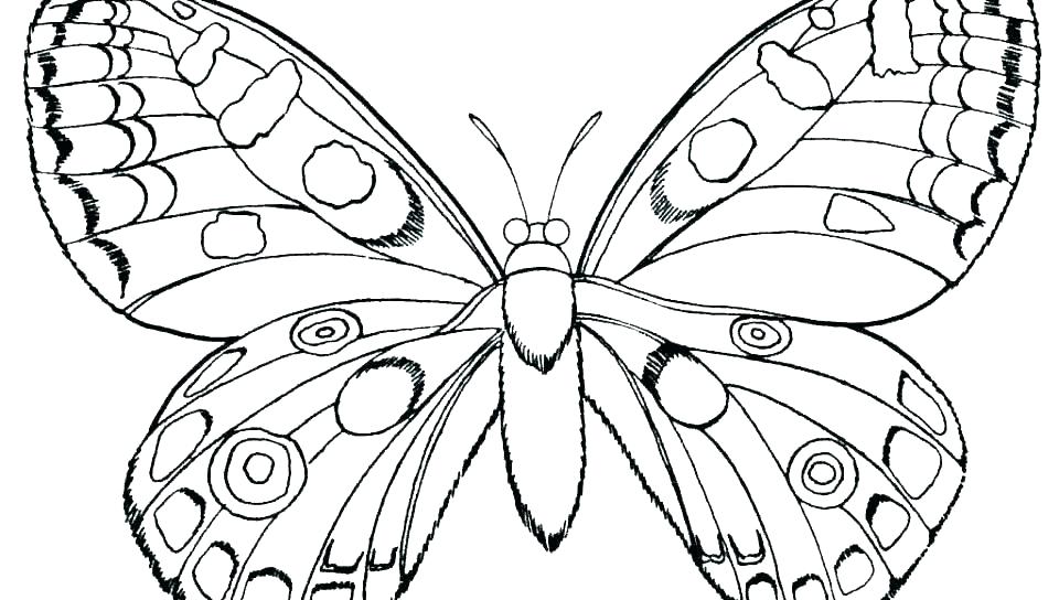 960x544 Coloring Page Of Butterfly Coloring Page Of Butterfly Free