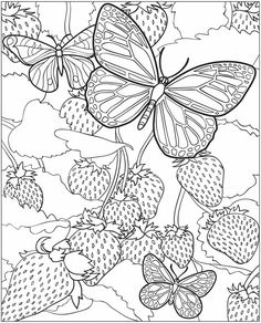236x292 Website Inspiration Butterfly Coloring Pages For Adults