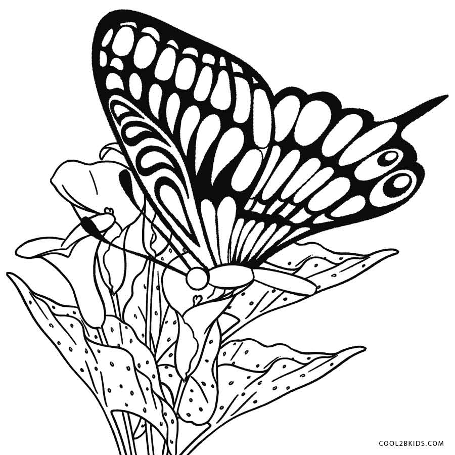 900x900 Printable Butterfly Coloring Pages For Kids