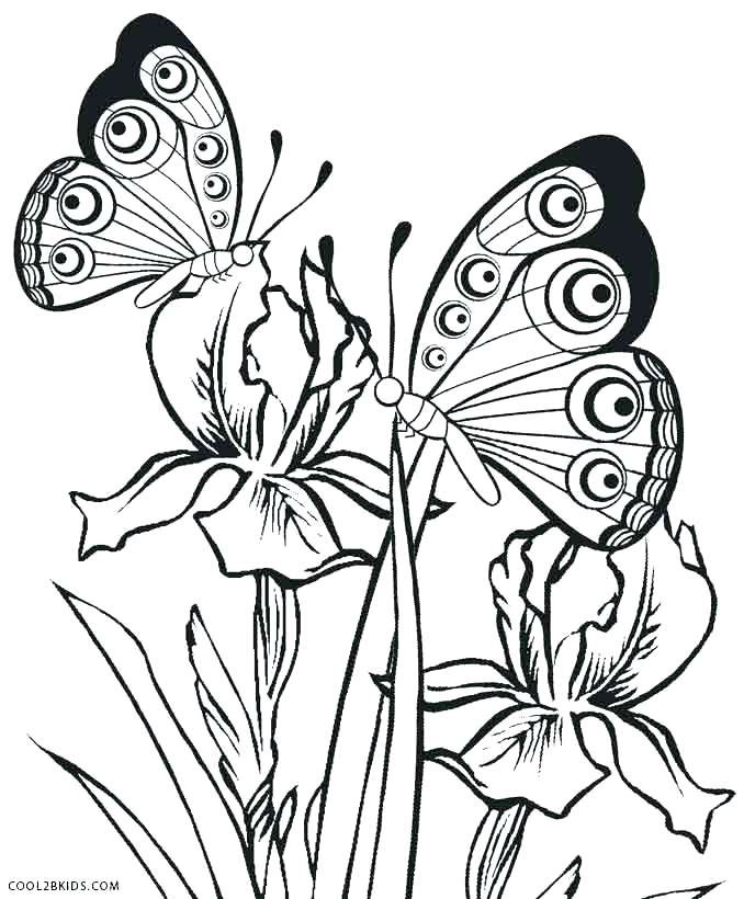 678x820 Butterfly Color Pages Adult Butterfly Coloring Book Butterfly Life