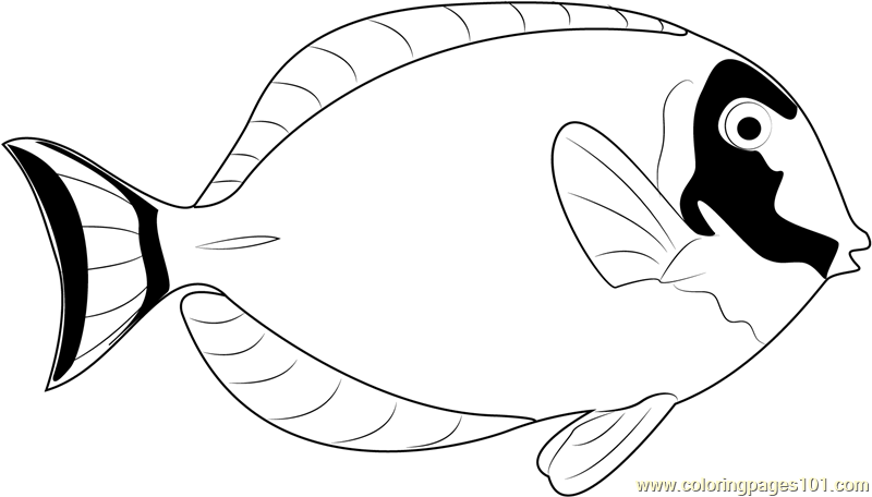 800x456 Powder Blue Surgeonfish Coloring Page