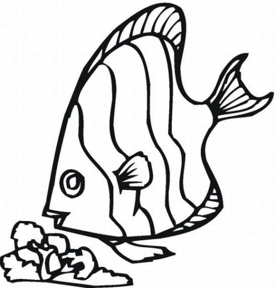 549x571 Rainbow Fish Coloring Pages
