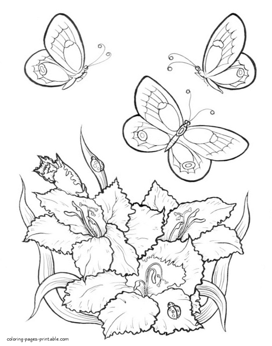895x1139 Awesome Butterfly And Flower Coloring Pages For Adults Collection