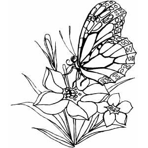300x300 Butterfly Coloring Sheets Butterfly Flower Coloring
