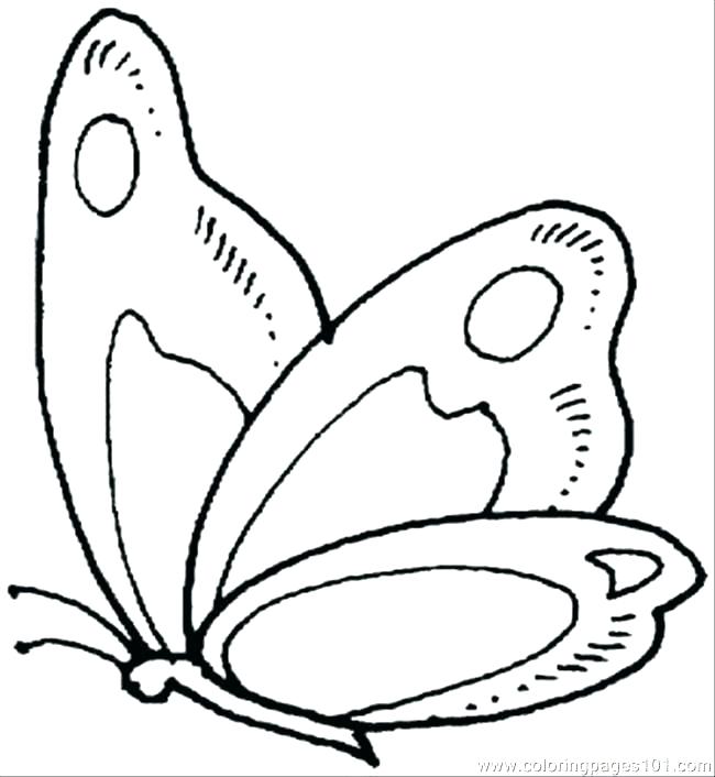 650x706 Butterfly Life Cycle Coloring Page Pdf Free Printable Pag
