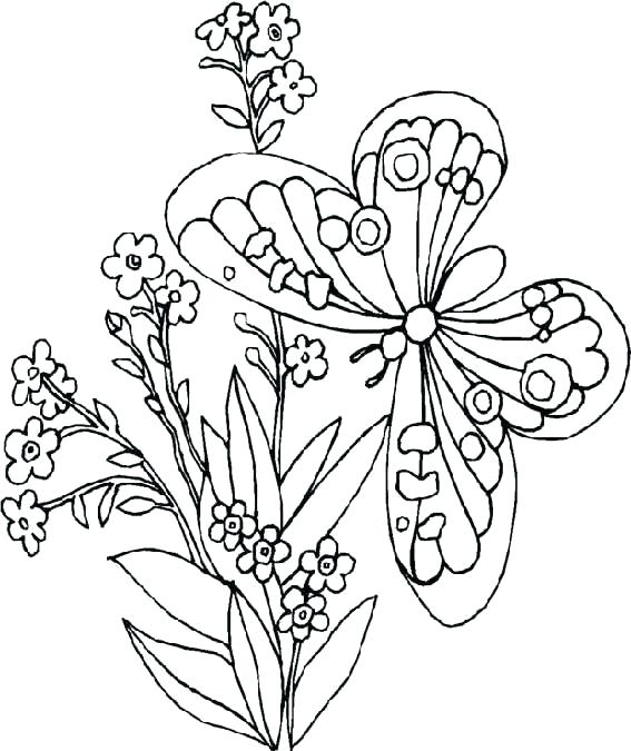 567x675 Butterfly Life Cycle Coloring Pages Free Coloring Pages Flowers