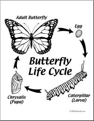 304x392 Clip Art Butterfly Life Cycle