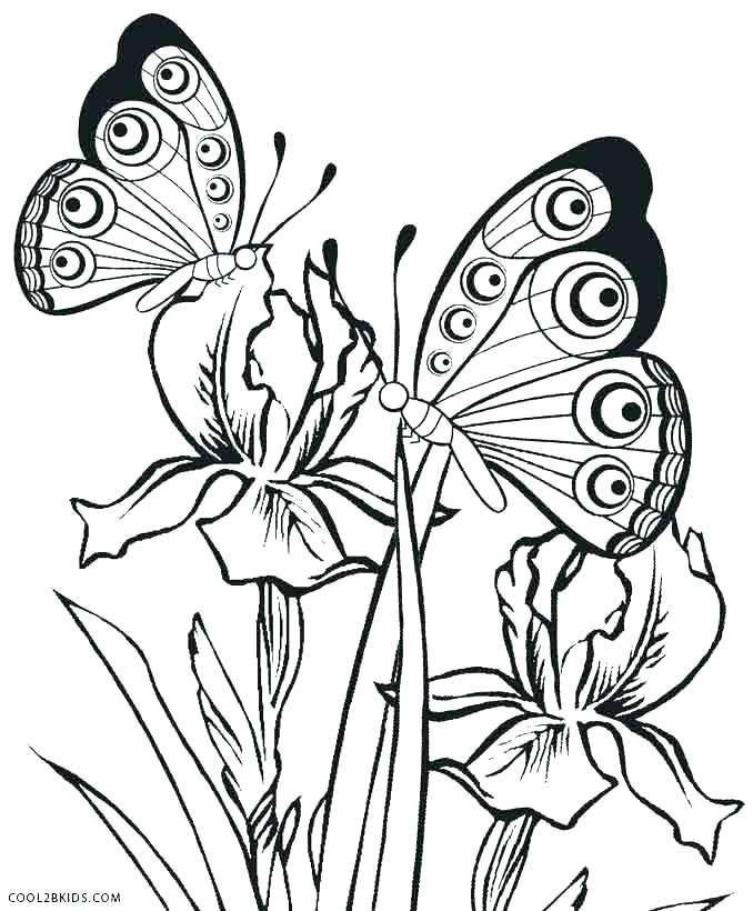 678x820 Coloring Pages Of A Butterfly Life Cycle Coloring Pages Butterfly
