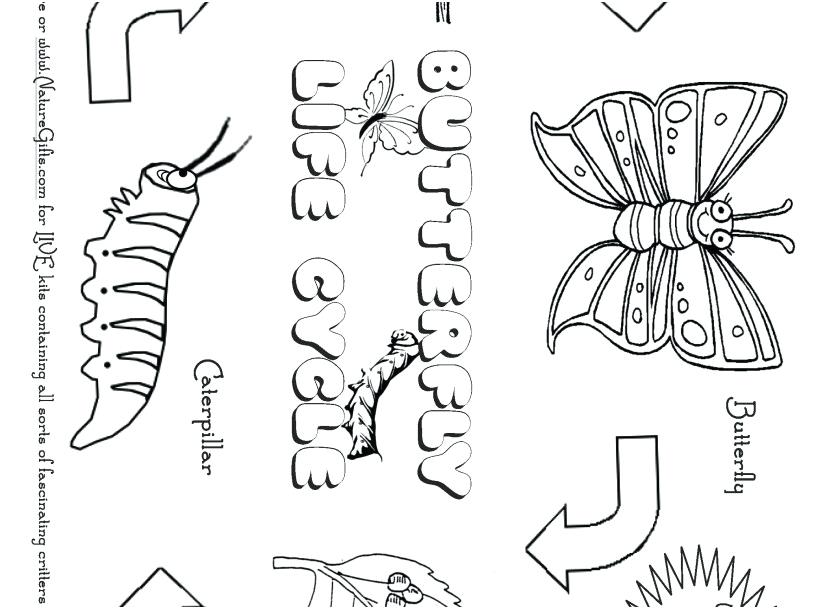 827x609 Life Cycle Of A Butterfly Coloring Page Selection Of Free