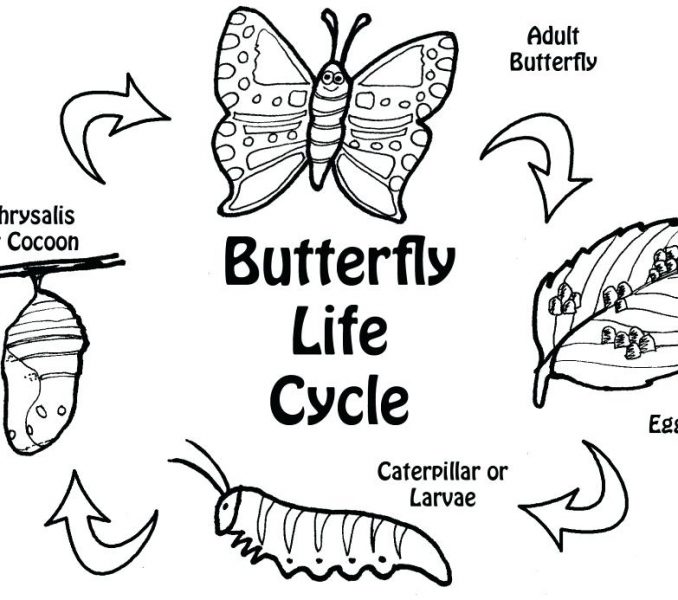 678x600 Life Cycle Of A Butterfly Coloring Page Butterfly Life Cycle