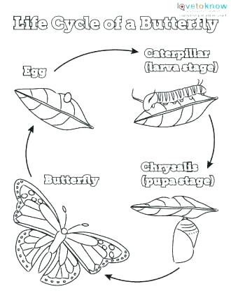 330x426 Monarch Butterfly Life Cycle Coloring Page Home Improvement Shows