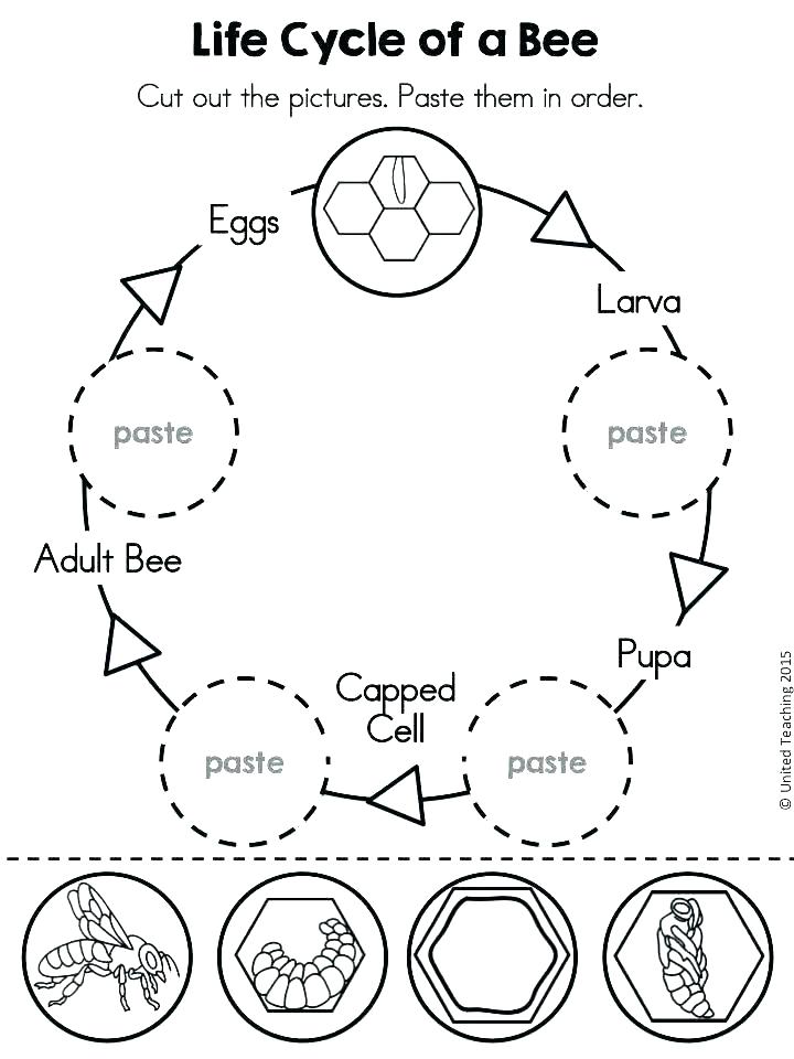 720x960 Tadpole Coloring Page Life Cycle Coloring Pages Life Cycle