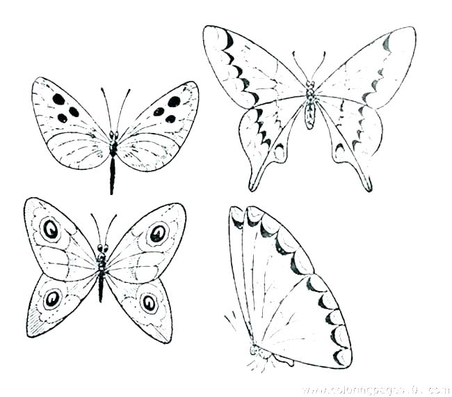 650x570 Astounding Butterfly Life Cycle Coloring Pages Monarch Butterfly