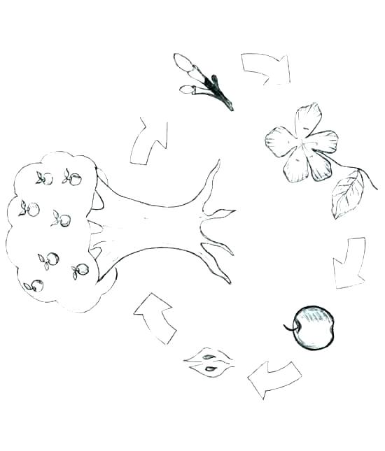 550x645 Bean Plant Life Cycle Coloring Page Butterfly Related Clip Arts