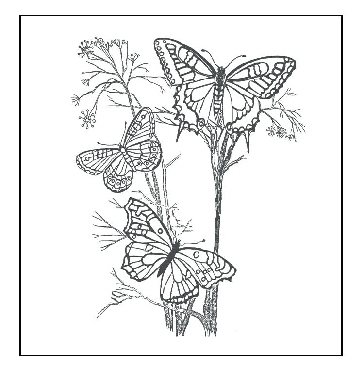 750x780 Free Butterfly Coloring Pages Free Butterfly Coloring Pages Free