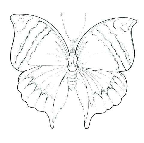 Butterfly Outline Coloring Page at GetDrawings | Free download