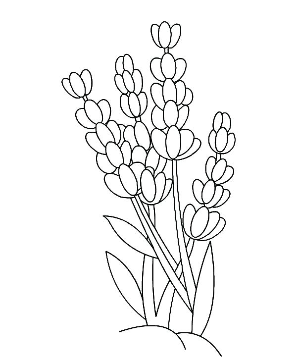 600x731 Outline Coloring Pages Butterfly Outline Colouring Page To Color