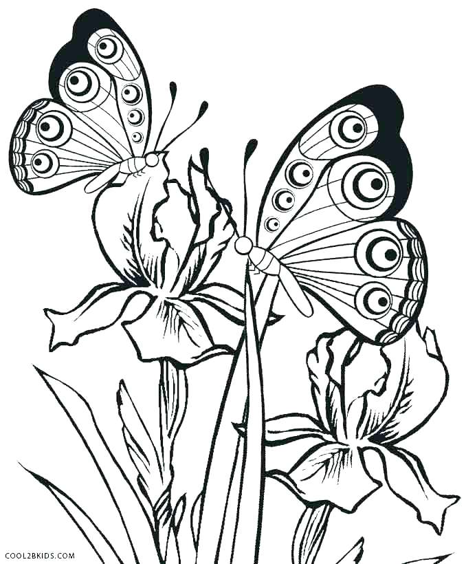 678x820 Simple Butterfly Coloring Pages Butterfly Outline Coloring Pages