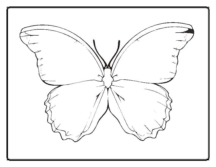869x671 Blank Butterfly Coloring Pages Butterflies