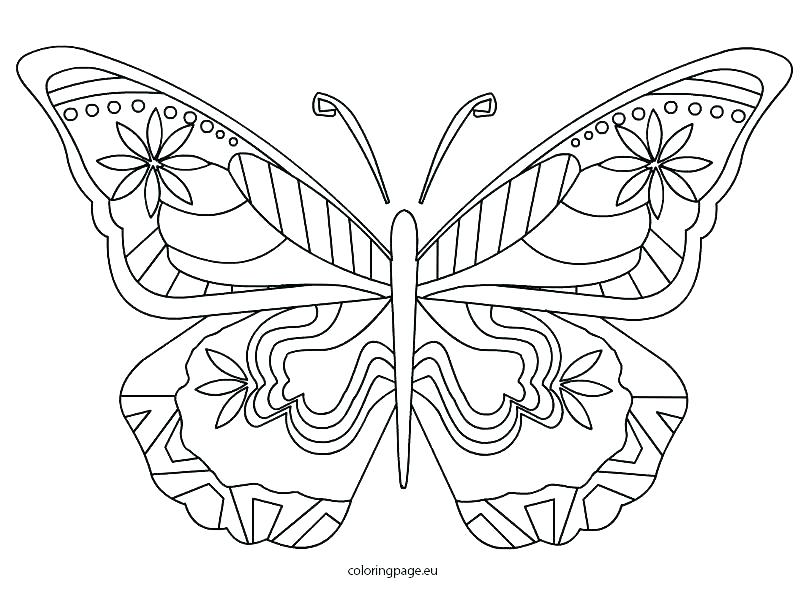 808x595 Butterfly Color Pages And Butterfly Outline Coloring Pages Free