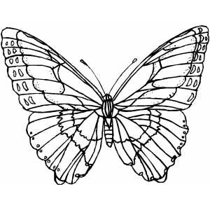 300x300 Butterfly With Wide Wings Coloring Page