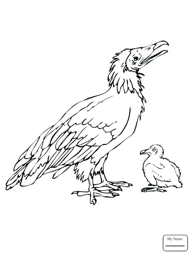 618x824 Vulture Coloring Pages Coloring Trend Medium Size V Is For Vulture