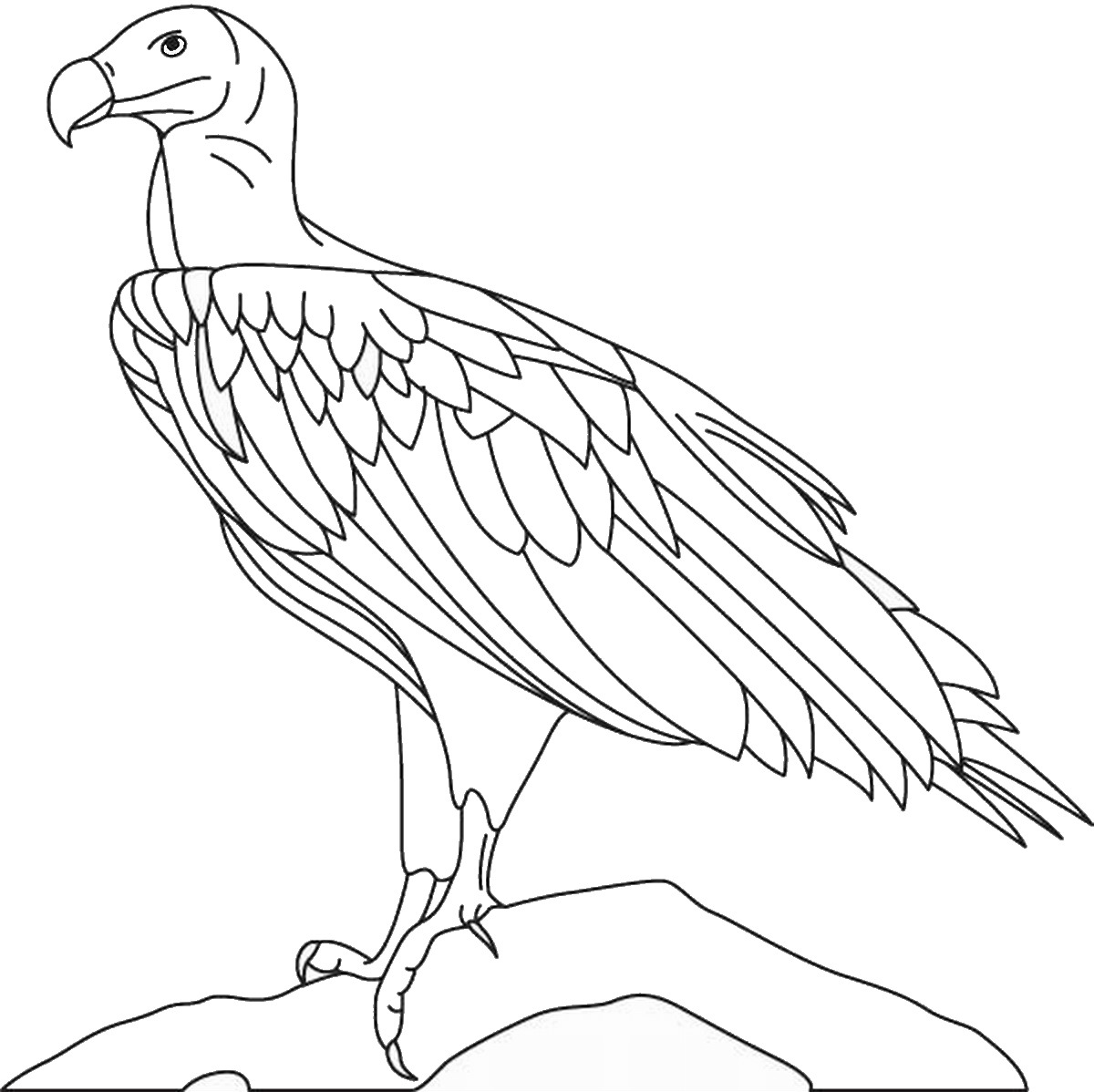 1200x1198 Eagle Coloring Pages