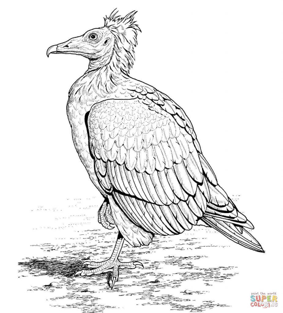 925x1024 Egyptian Vulture Download Coloring Page
