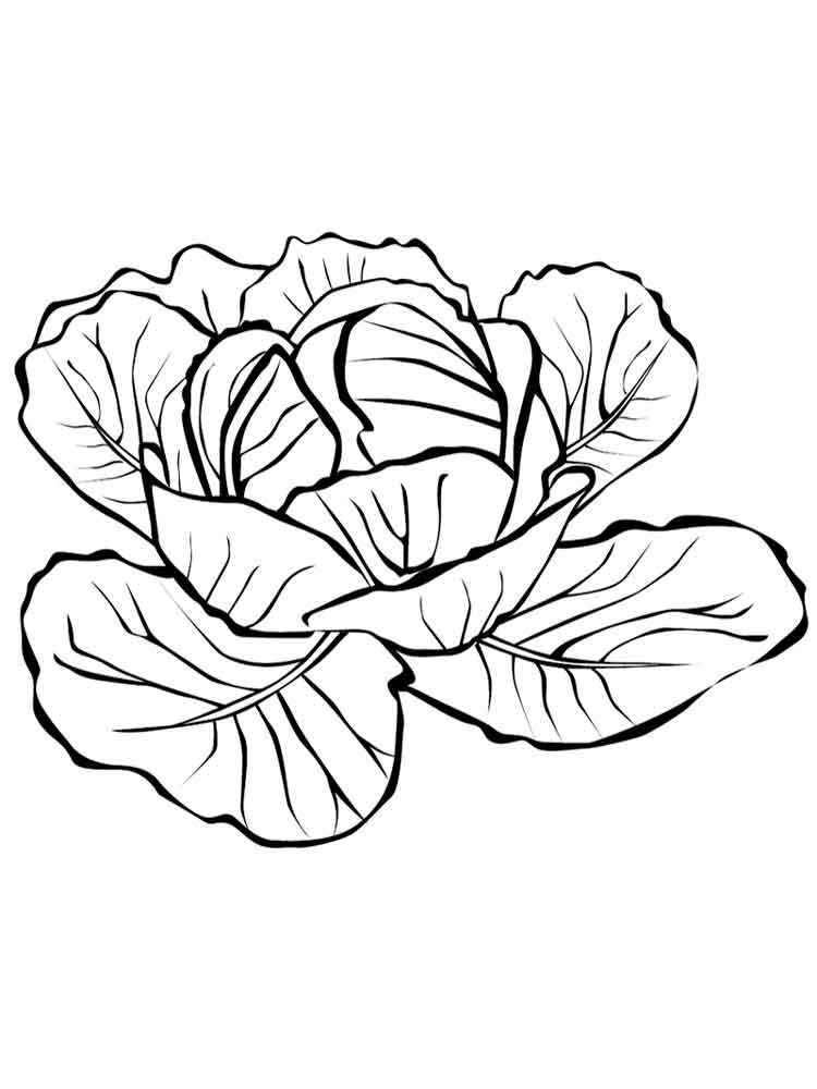 750x1000 Cabbage Coloring Pages Download And Print Cabbage Coloring Pages