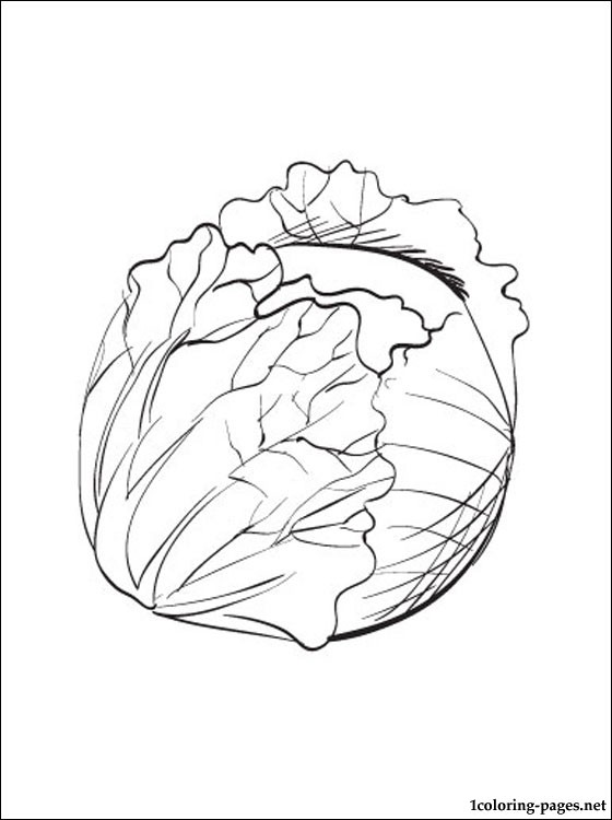 560x750 Cabbage Printable And Coloring Page Coloring Pages