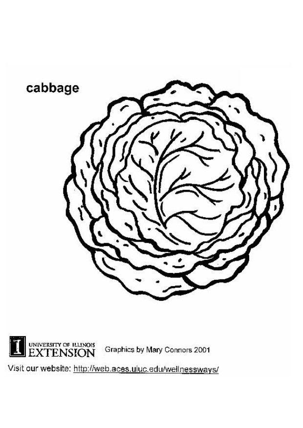 620x875 Coloring Page Cabbage