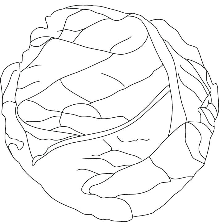 710x719 Lettuce Coloring Page Green Cabbage Coloring Page Lettuce Leaf