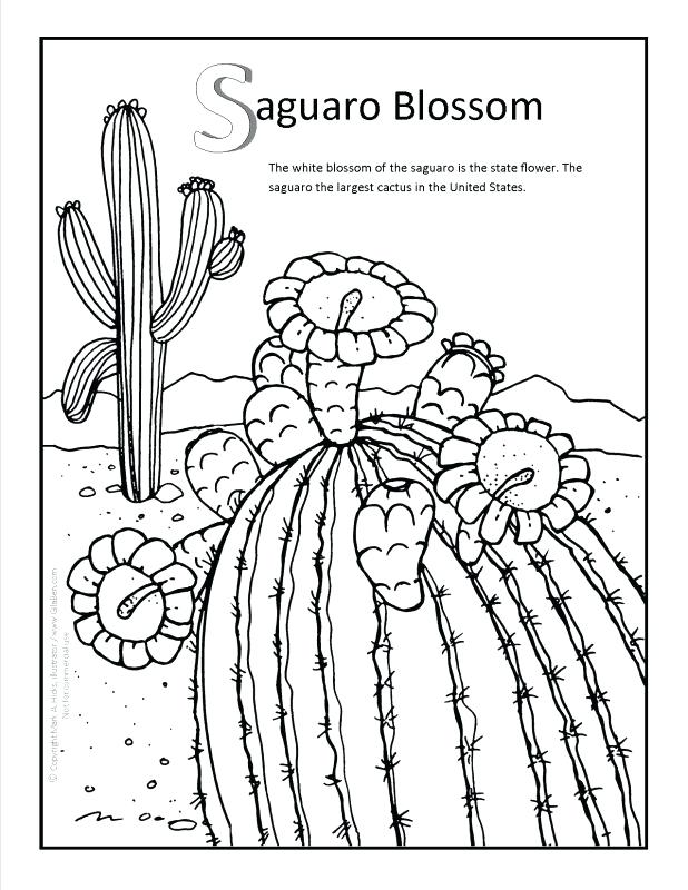 618x800 Cactus Coloring Page Adult Cactus Coloring Pages Saguaro Cactus