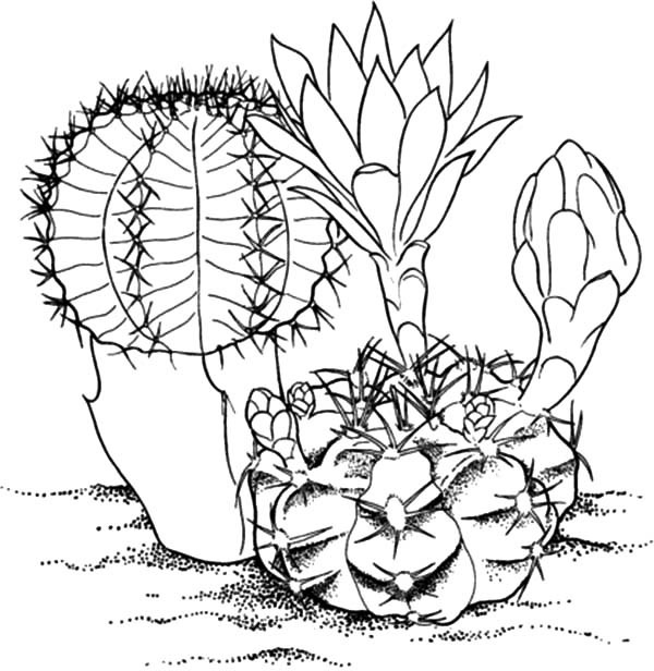 600x616 Cactus Coloring Page Unique Sunset In Desert Coloring Pages Sketch