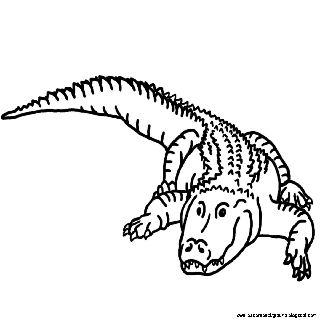 1080x1080 Caiman Clipart Black And White