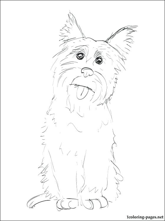 560x750 Coloring Pages Pdf Free Download Cairn Terrier Page