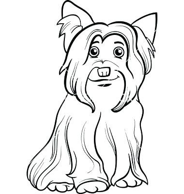 380x400 Terrier Coloring Pages Teacup Yorkie Coloring Pages
