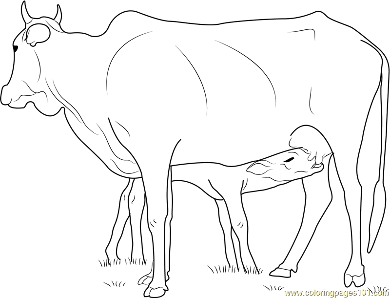 800x610 Cow Feeding Calf Coloring Page