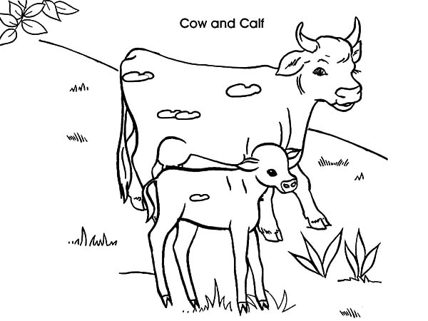 600x450 Dairy Cow And Calf Coloring Pages