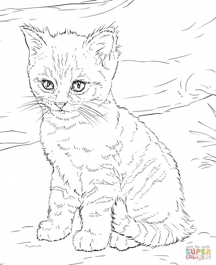 835x1024 Now Calico Cat Coloring Pages