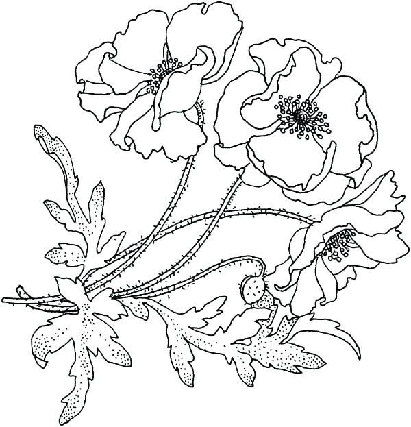 600x623 California Coloring Pages State Flower Coloring Page State Flag