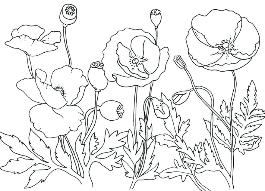 879x635 Poppy Coloring Page Poppy Coloring Page Awesome Field Poppies